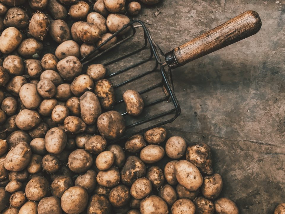 Potatoes: To World From Peru