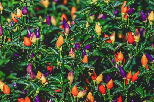 Decorative Pepper Bush